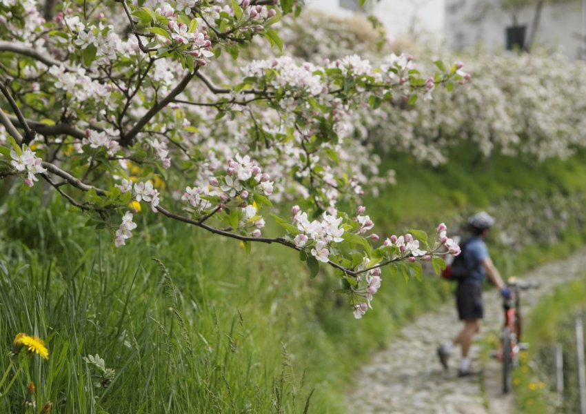 Blütenwanderung in Dorf Tirol bei Meran